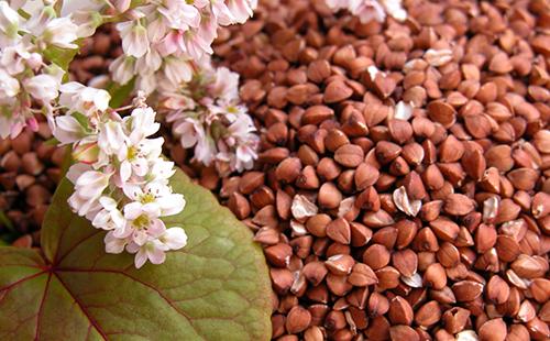 Ang Buckwheat ay kapaki-pakinabang sa lahat ng mga aspeto, at ang mga bulaklak nito ay malambot, maganda at puno ng masarap na honey.