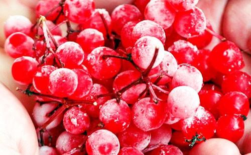 Frozen viburnum