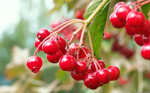 Sprig ng viburnum