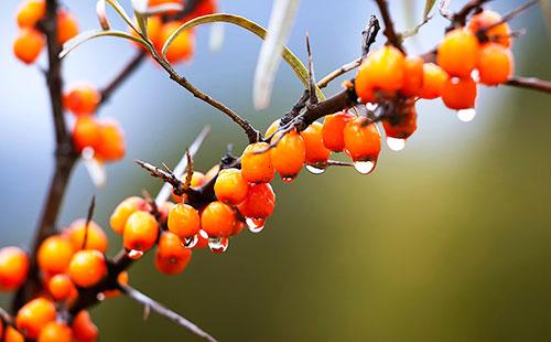 Sea buckthorn sa isang sanga