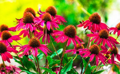 Mga Bulaklak Echinacea