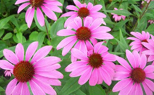 Rosas na Echinacea Bulaklak