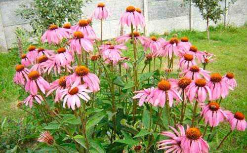 Echinacea sa hardin