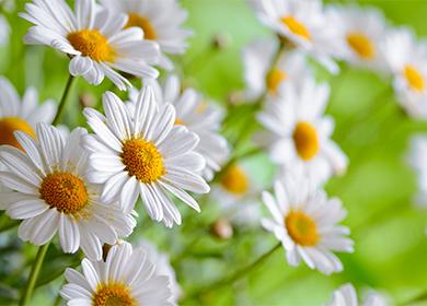 Mga bulaklak ng Daisy