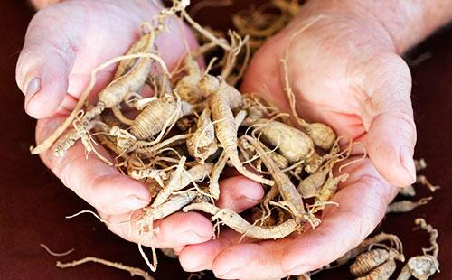 Ginseng ugat sa mga kamay