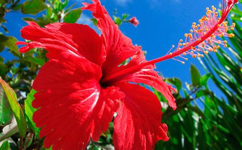 Hibiscus