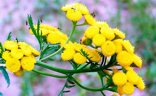 Dilaw na tansy bulaklak