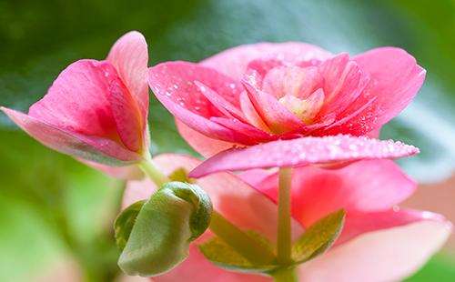 Luntiang pamumulaklak ng panloob na bulaklak