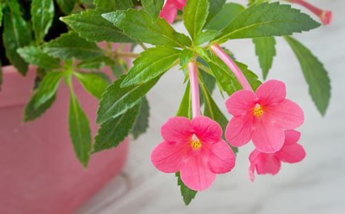 Mga bulaklak na rosas sa bahay