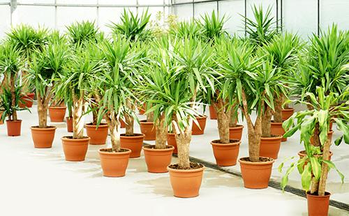 Potadong dracaena