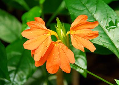 Orange tropikal na bulaklak