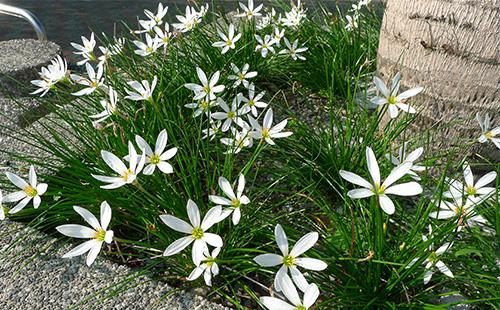 Zephyranthes sa may bulaklak