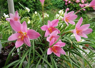 Mga Bulaklak na Zephyranthes