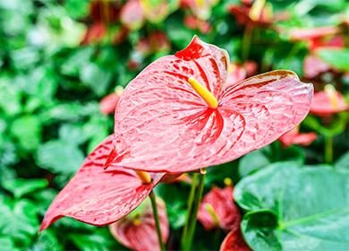 Bunga ng Anthurium