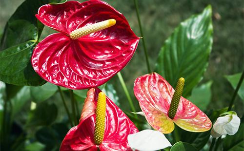 Pulang Bulaklak na Anturium