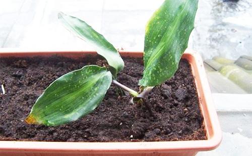 Lumalagong aspidistra