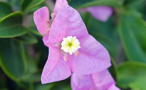 Lila bougainvillea bulaklak