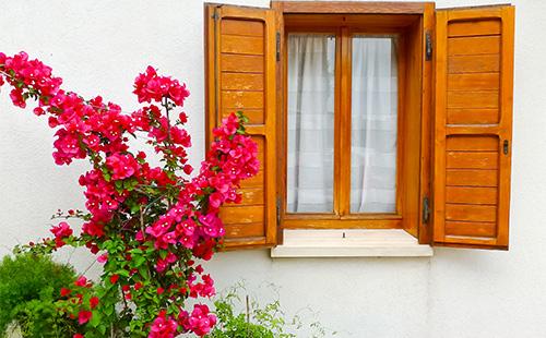 Bougainvillea malapit sa bintana