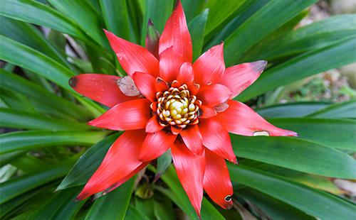 Bulaklak ng Guzmania