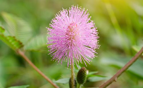 Nakakatawang bulaklak ng mimosa