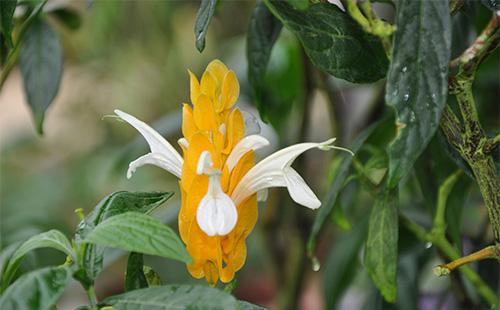 Pachistachis bulaklak