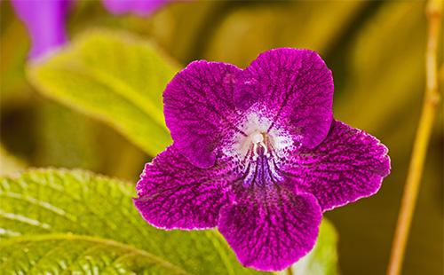 Streptocarpus bulaklak