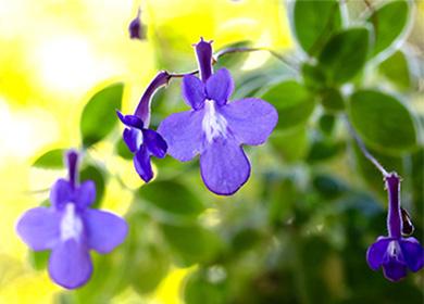 Kulay asul na streptocarpus