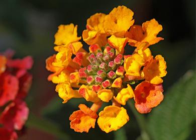 Lantana ng bulaklak