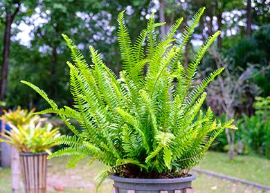 Ang mga Fern ay nakalantad sa sariwang hangin