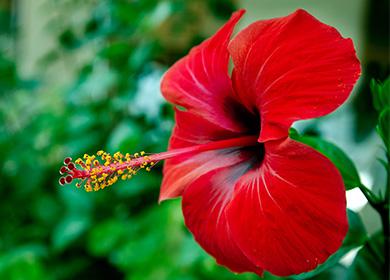 Pulang pula na bulaklak