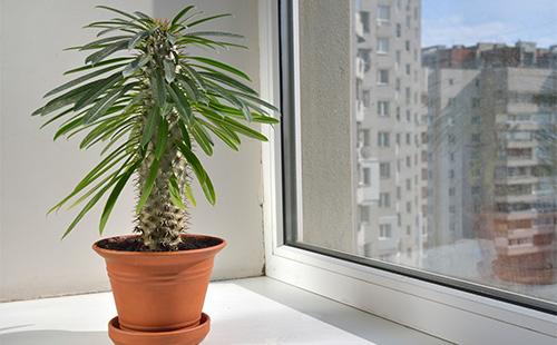 Ang Pachypodium sa isang palayok sa windowsill