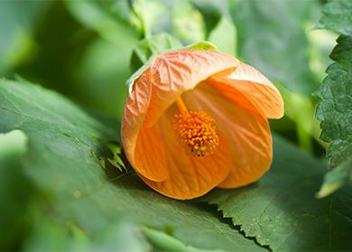 Bulaklak ng Abutilon