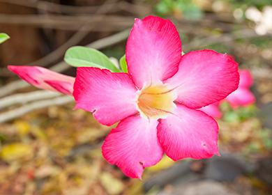 Malaking Raspberry Adenium Flower