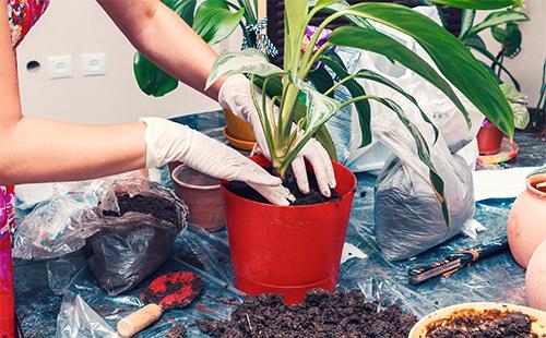 Aglaonema transplant