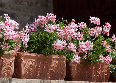 Potted geranium