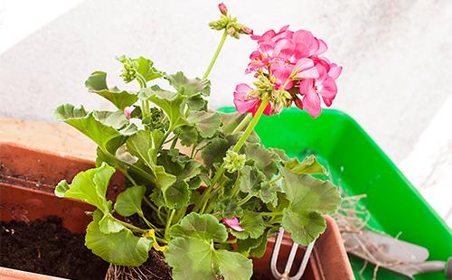 Geranium transplant