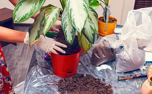 Dieffenbachia transplant