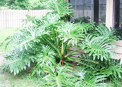 Philodendron sa hardin