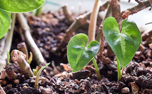 Philodendron Sprout