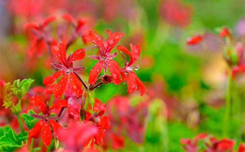 Mga bulaklak ng Geranium