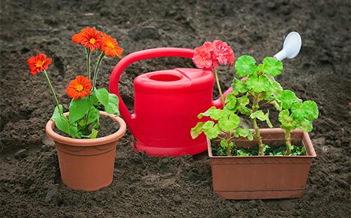 Potted geranium at pagtutubig maaari sa lupa