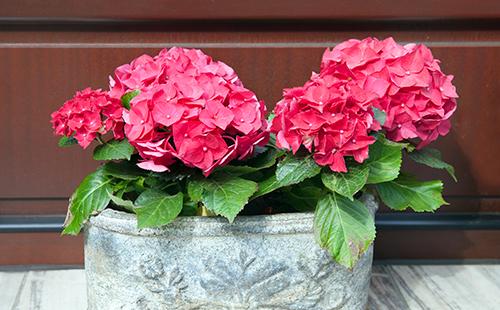 Pulang mga bulaklak ng hydrangea