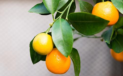 Maglagay ng mga prutas ng calamondine sa mga sanga