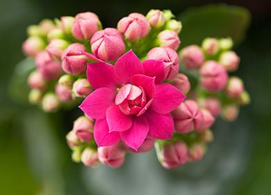 Bahay Ginseng Bulaklak