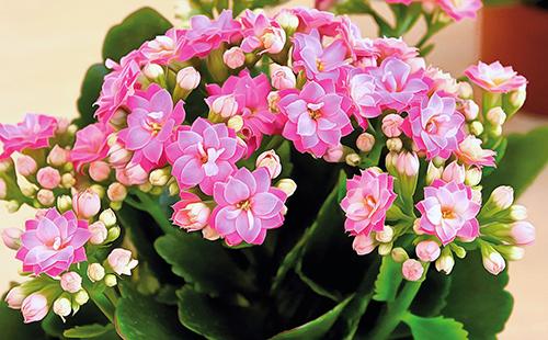 Pink Kalanchoe Flower Petals