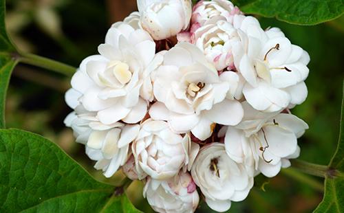 Namumulaklak Clerodendrum Fragrant