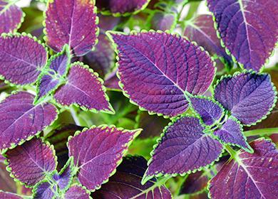 Shrub Coleus Blume