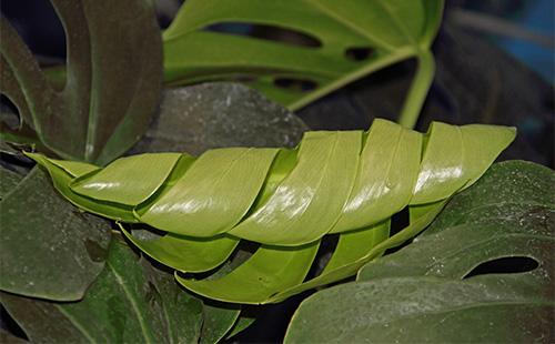 Mga baluktot na dahon ng Monstera