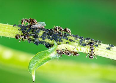 Plant aphid