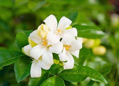 Puting paniculata muraya bulaklak